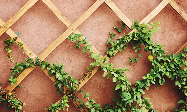 Ivy Growing On Trellis Against Wall