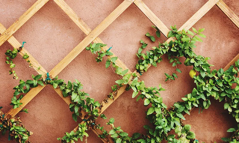 Ivy Growing On Trellis Against Wall