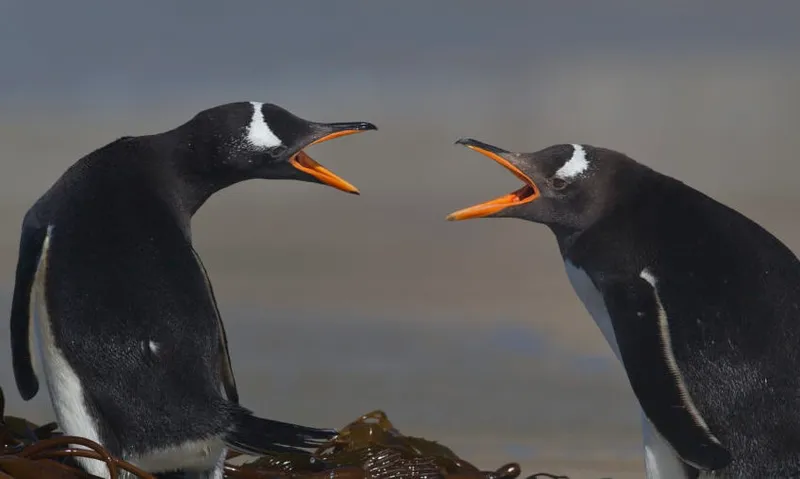 Two Gentoo Penguins squabbling
