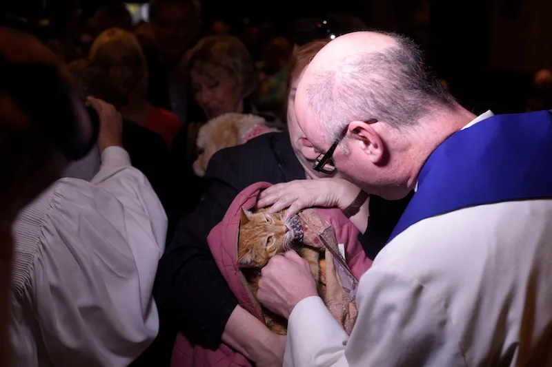 Cat snugly ensconced in blanket receives blessing. Cindy