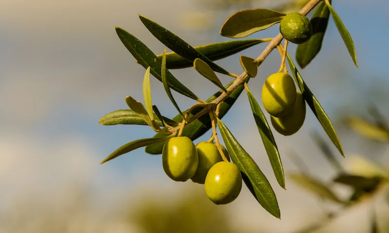 Olives