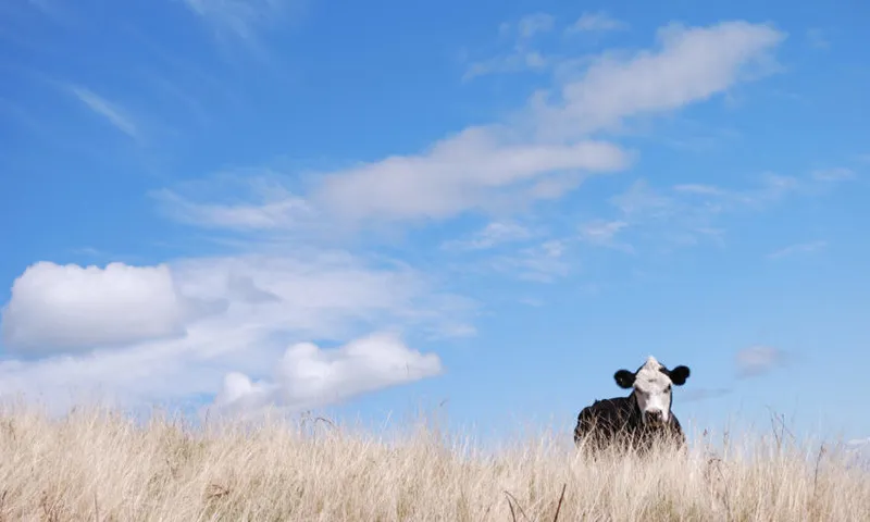 Portrait of a Cow, New Zealand