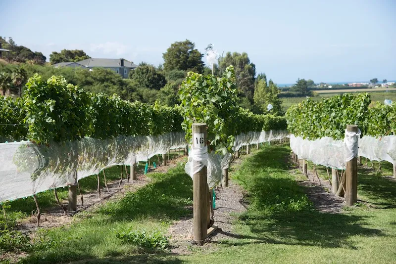 Esk Valley vines in the Hawkes Bay region of New Zealand