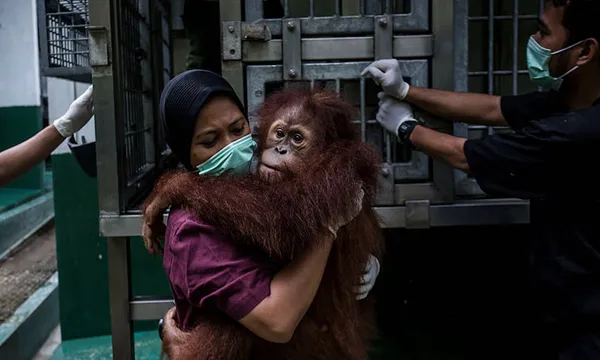 Indonesia’s Orangutans Battle With Deforestation
