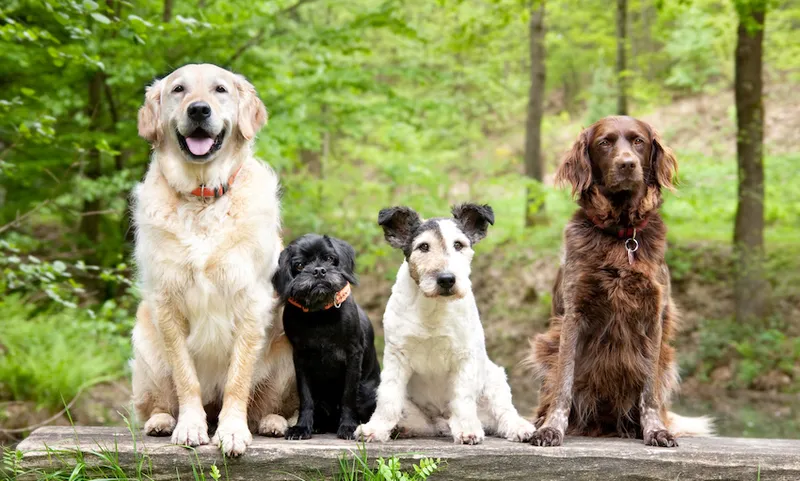 Dogs in the forest
