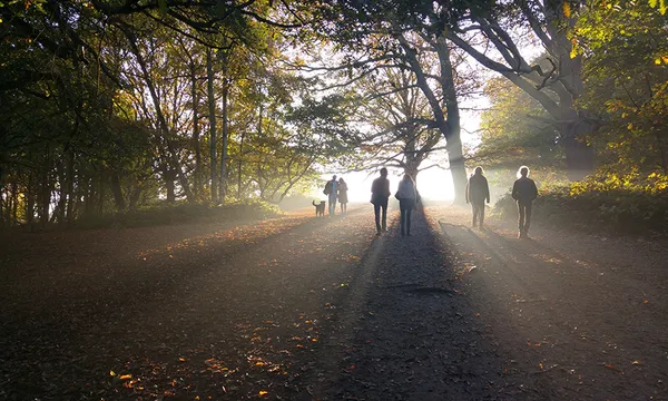 People Walking In Forest During Sunset