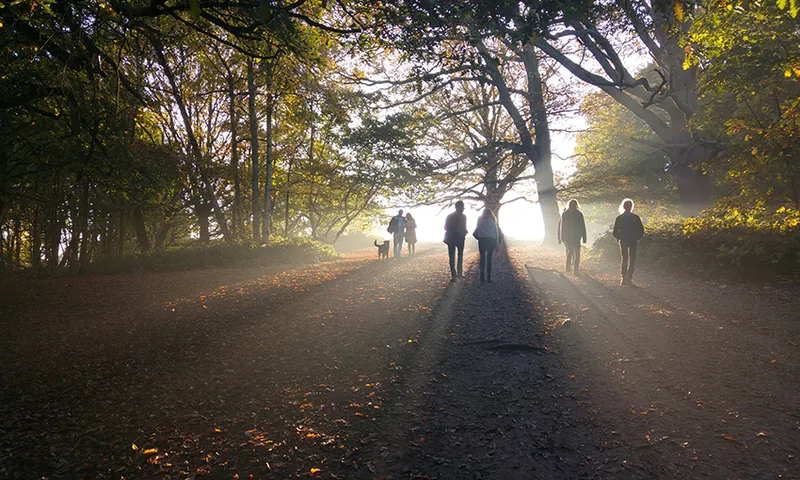 People Walking In Forest During Sunset