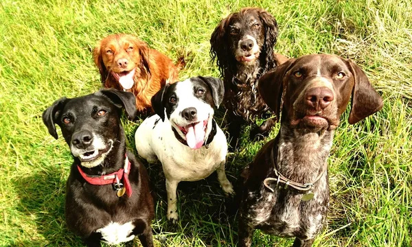 High Angle Portrait View Of Dogs On Field