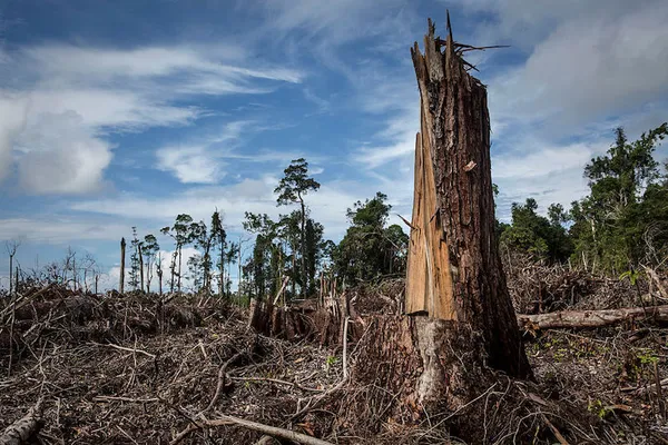 Indonesia’s Orangutans Battle With Deforestation