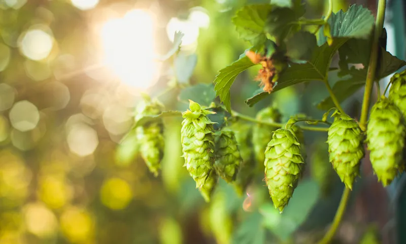 Fresh Ripe Summer Grown Hops for Beer Home Brewing