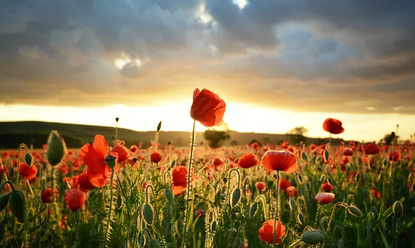 poppy field