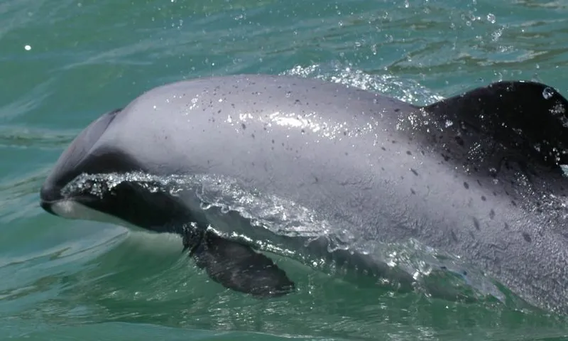 c Maui’s dolphin Silvia Scali