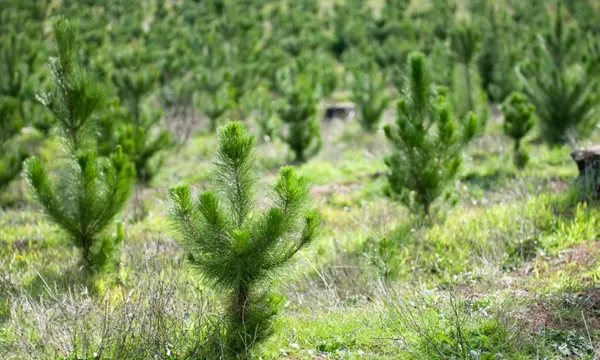 young trees planted in field getty