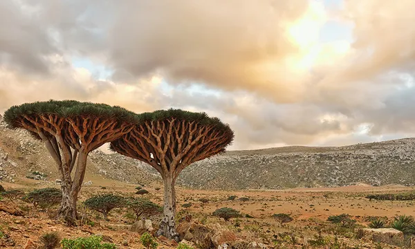 Dragonblood trees on the plain.