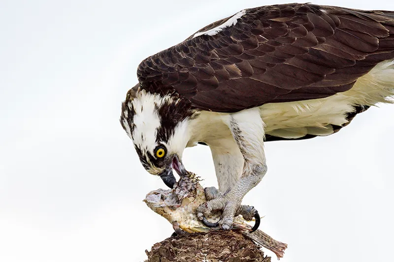 Osprey
