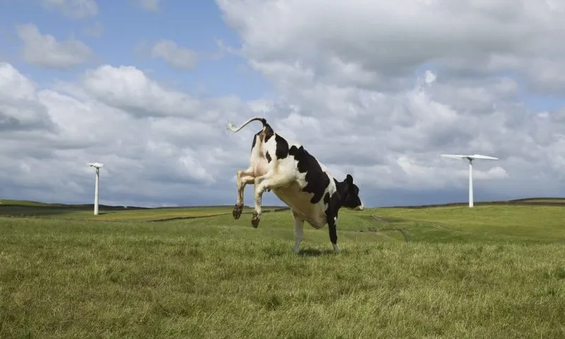 Cow jumping in field