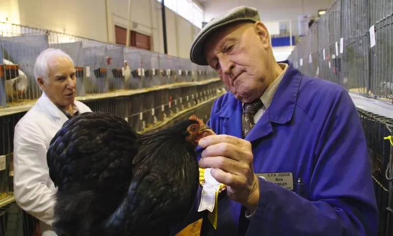 pecking order header
