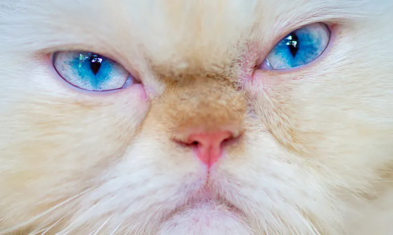 Grumpy Himalayan Cat, close up