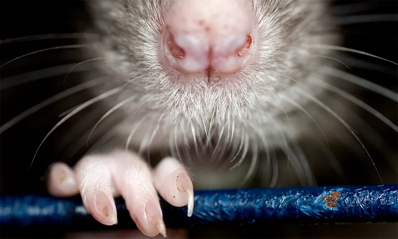 rat