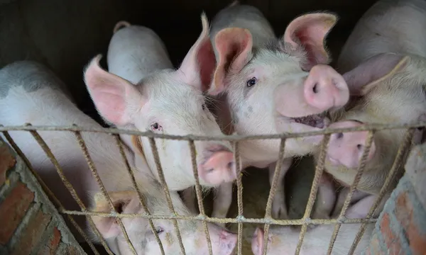 China Reports African Swine Fever Cases