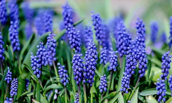 muscari-4151599_1920