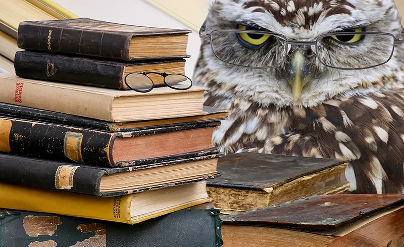 owl-2670138_1920