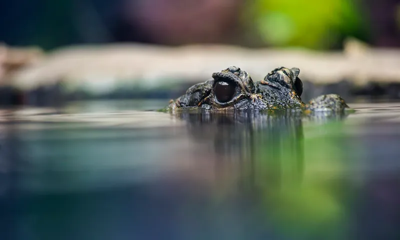 Eyes of a West African Dwarf Crocodile