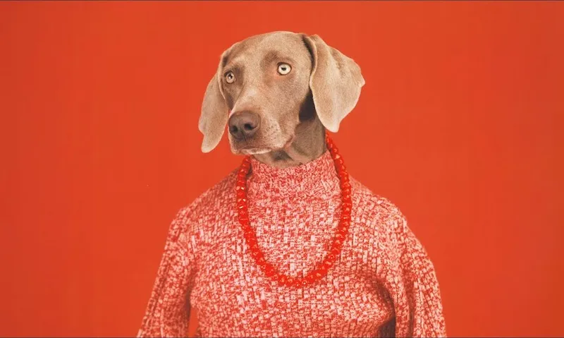 William Wegman