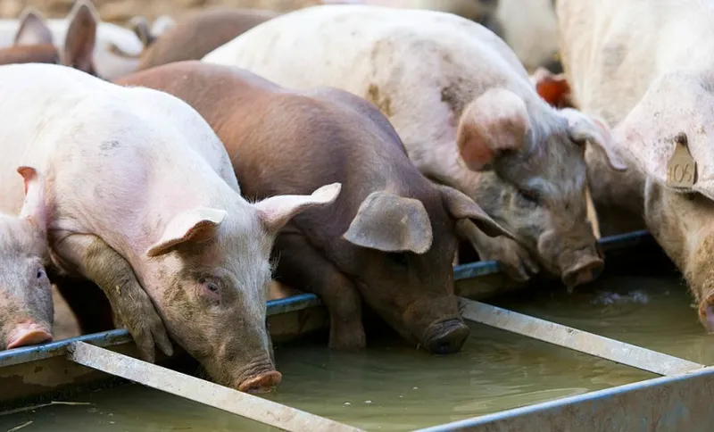 pigsfeature