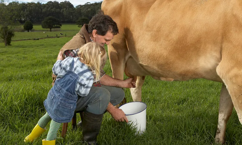 Milking a cow