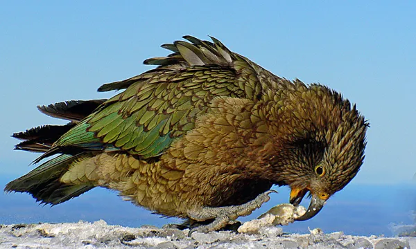 kea eating something it shouldnt
