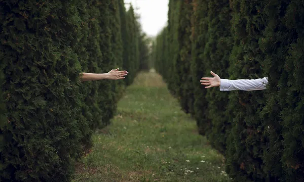 Arms of man and woman reaching from hedges