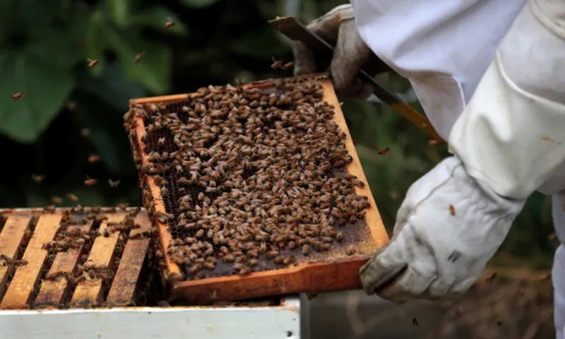 honey beekeeper rnz diego opatowski