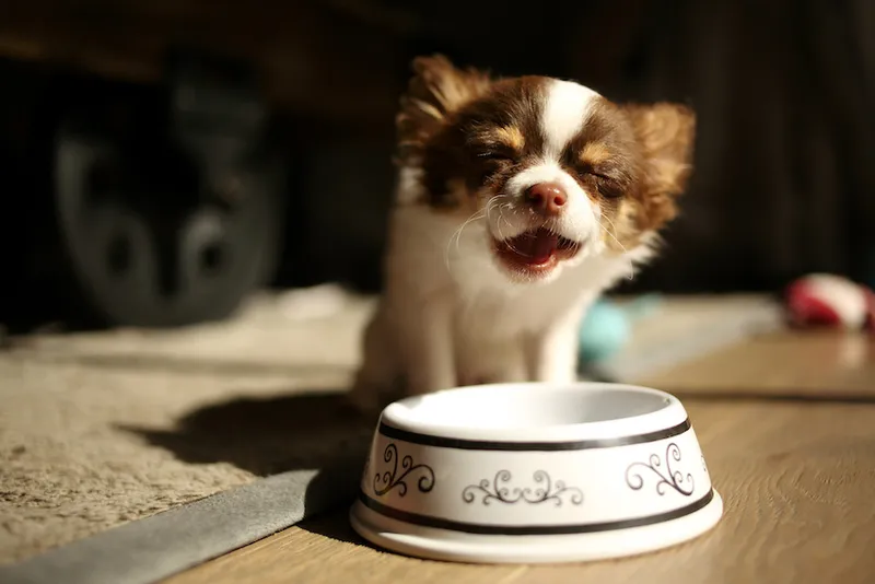 Chihuahua puppy eating