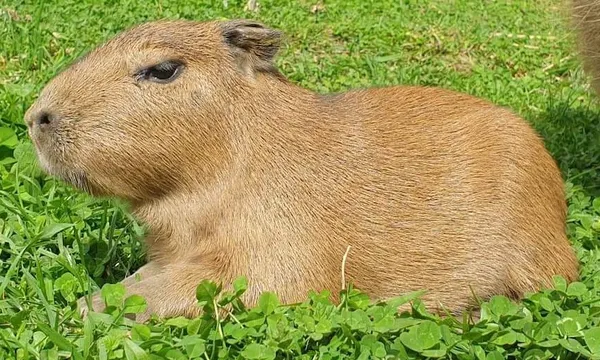 capycloseup