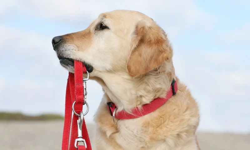 Dog with leash