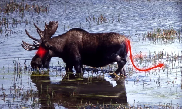 the super moose