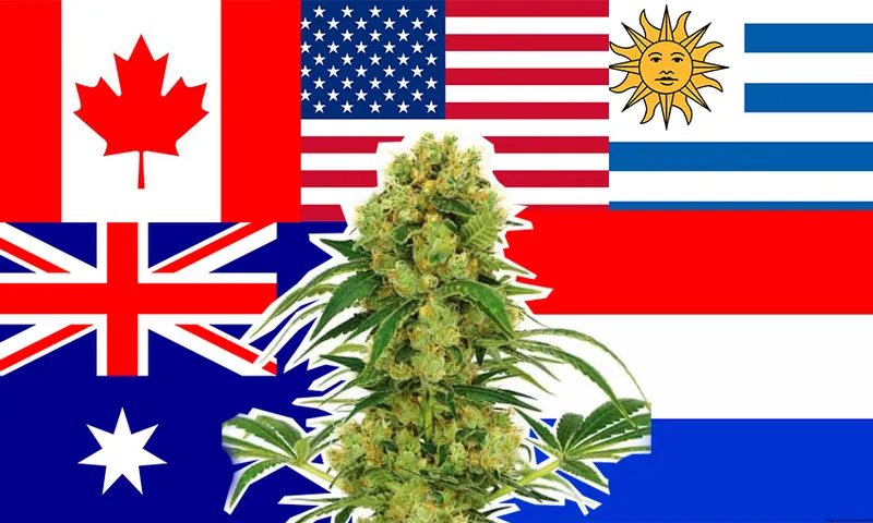 Budflags