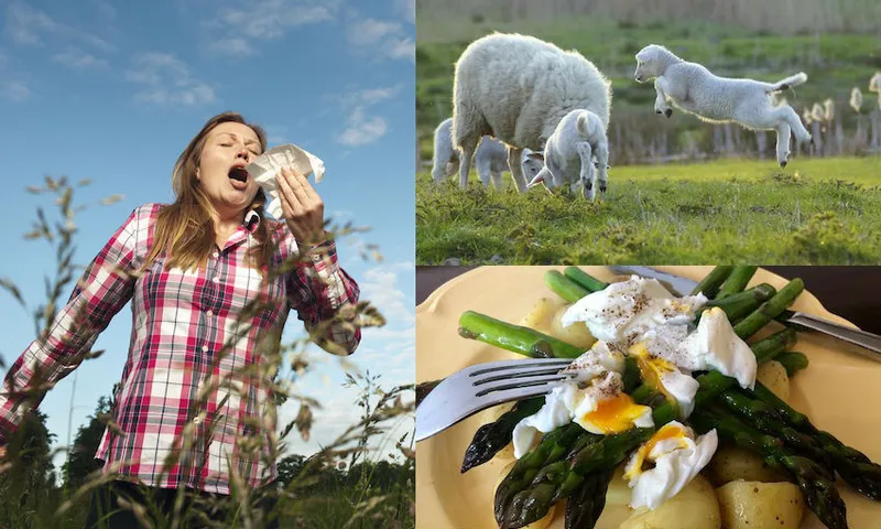 Spring Fever, Lambs, Food and Allergies