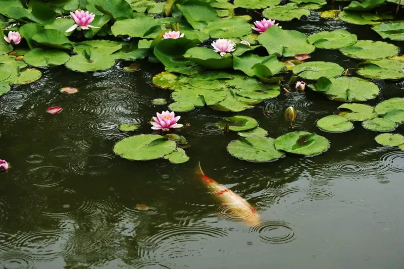 Rainy koi fish pond with lovely pink water lilies in bloom
