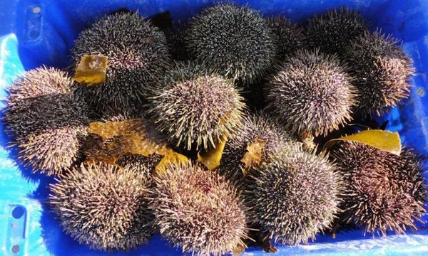 full_First_catch_of_kina_(2)