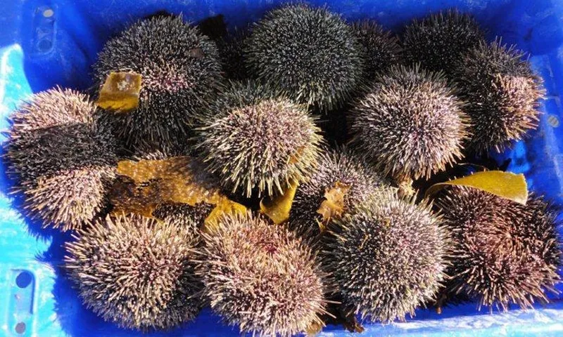 full_First_catch_of_kina_(2)