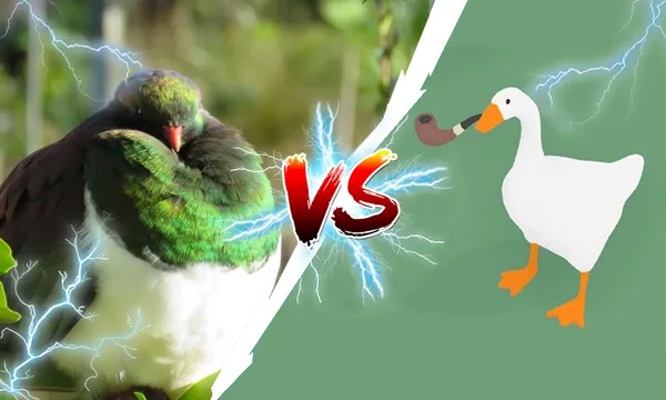 birds