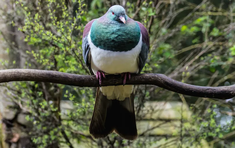New Zealand Wood Pigeon - Kereru.