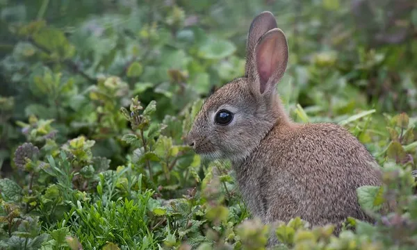 rabbit aue