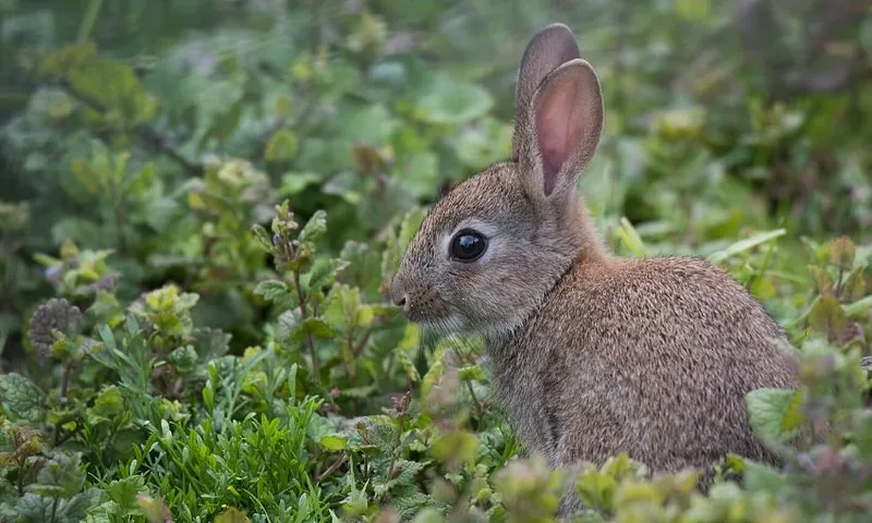 rabbit aue