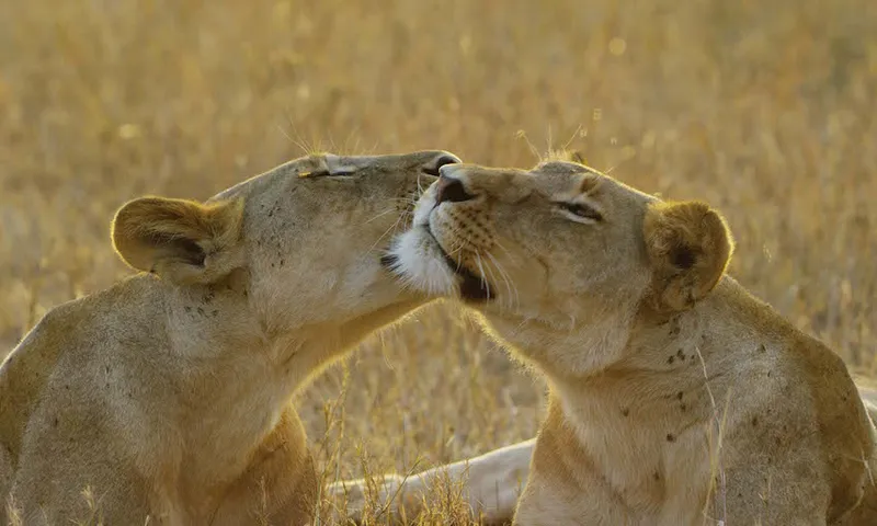 Serengeti