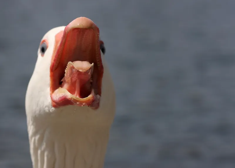 Killer Goose