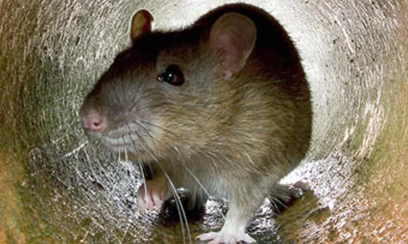 This undated photo shows a rat in the a