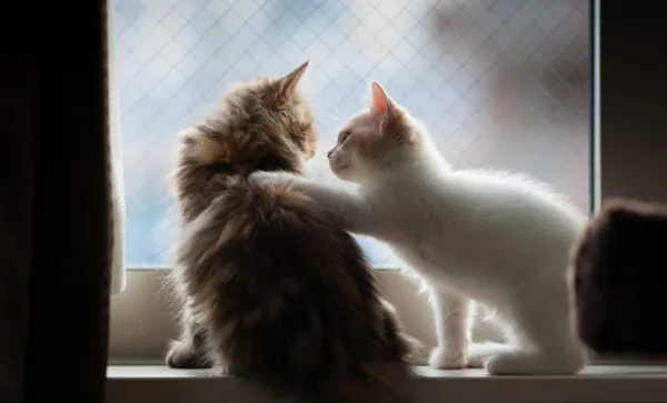 Kitten placing paw on other kitten